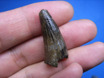 歯」の化石１１ 芦屋層群のワニ: NATURAL HISTORY ［化石のはなし］