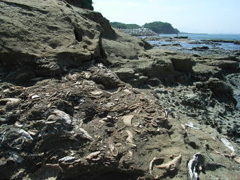 梅雨入り前に藍島へ ２: NATURAL HISTORY ［化石のはなし］