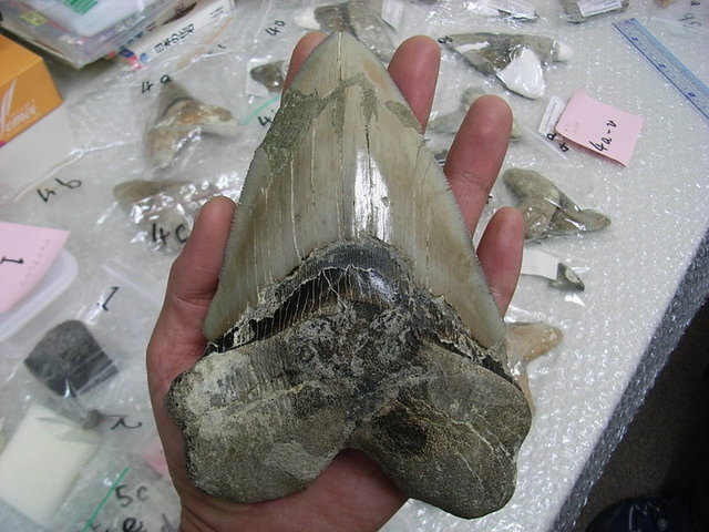 カルカロドン・メガロドンの歯: NATURAL HISTORY ［化石のはなし］